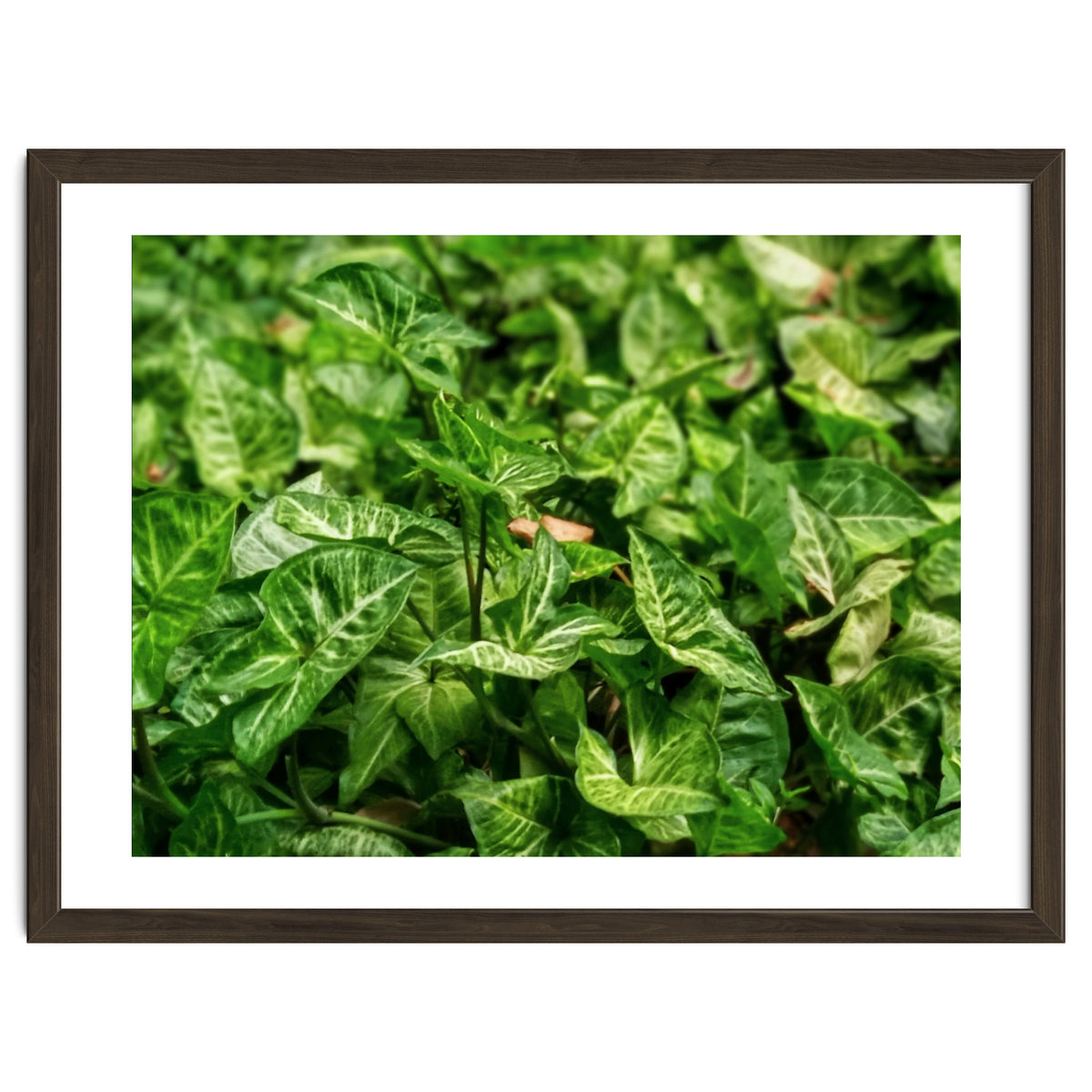 Green Arrow Head Plant Leaves