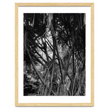 Black Tectorius Plant Art thumbnail