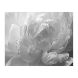 Ethereal Monochromatic Peony Petal Macro (Print Only) thumbnail