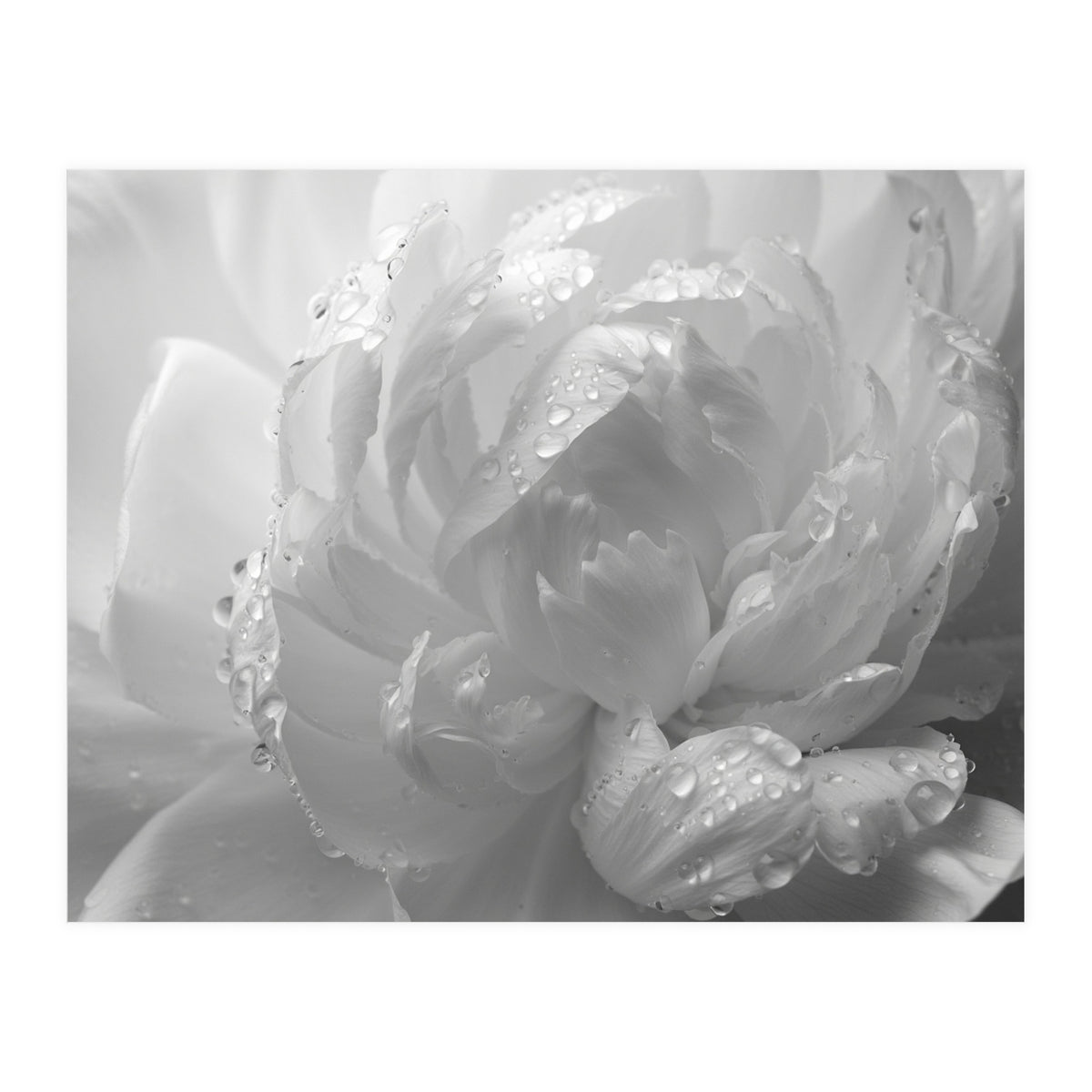 Ethereal Monochromatic Peony Petal Macro (Print Only)