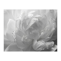 Ethereal Monochromatic Peony Petal Macro (Print Only)
