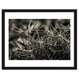 Rosemary Plant thumbnail