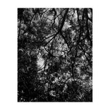 Tree From Below Black Silhouette (Print Only) thumbnail