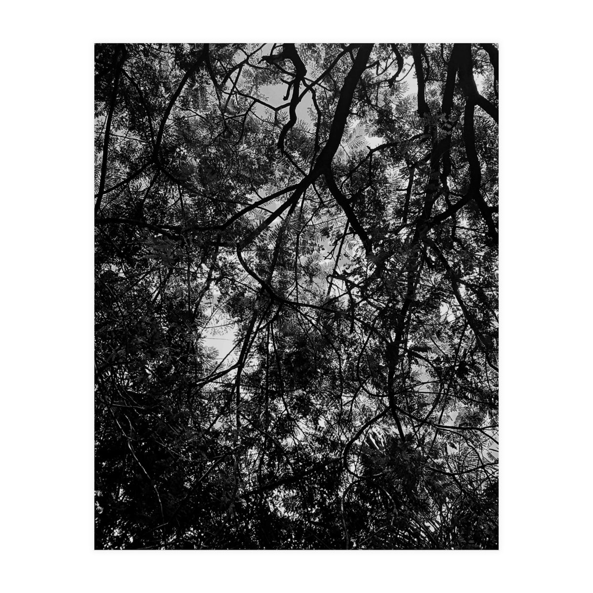 Tree From Below Black Silhouette (Print Only)