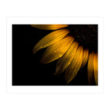 Backyard Flowers No 28 Sunflower (Print Only) thumbnail