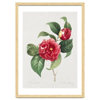 Pierre-Joseph Redouté – Finest Flowers and Fruits (1833)