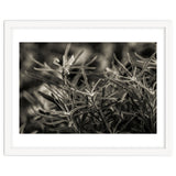 Rosemary Plant thumbnail