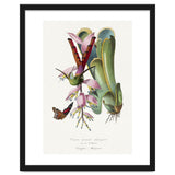 Paul Gervais – Hummingbird Painting (1842) thumbnail