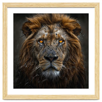 Majestic Lion With Glowing Eyes Close Up Portrait