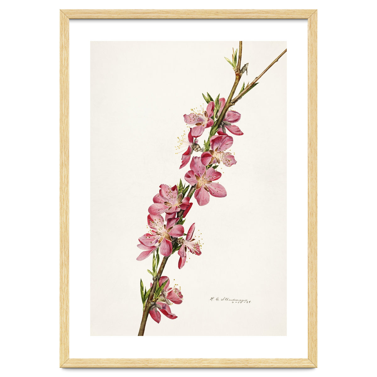 Royal Charles Steadman – Peach (Prunus persica) (1924)