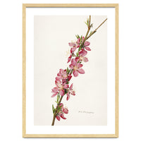 Royal Charles Steadman – Peach (Prunus persica) (1924)