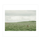 Horses in the middle of the green field - Iceland (Print Only) thumbnail