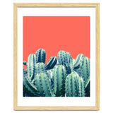 Cactus On Coral thumbnail