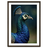 Peacock Portrait Photography thumbnail