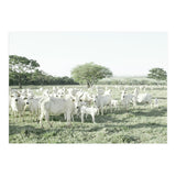 LIVING TOGETHER - WHITE COWS FAMILY (Print Only) thumbnail