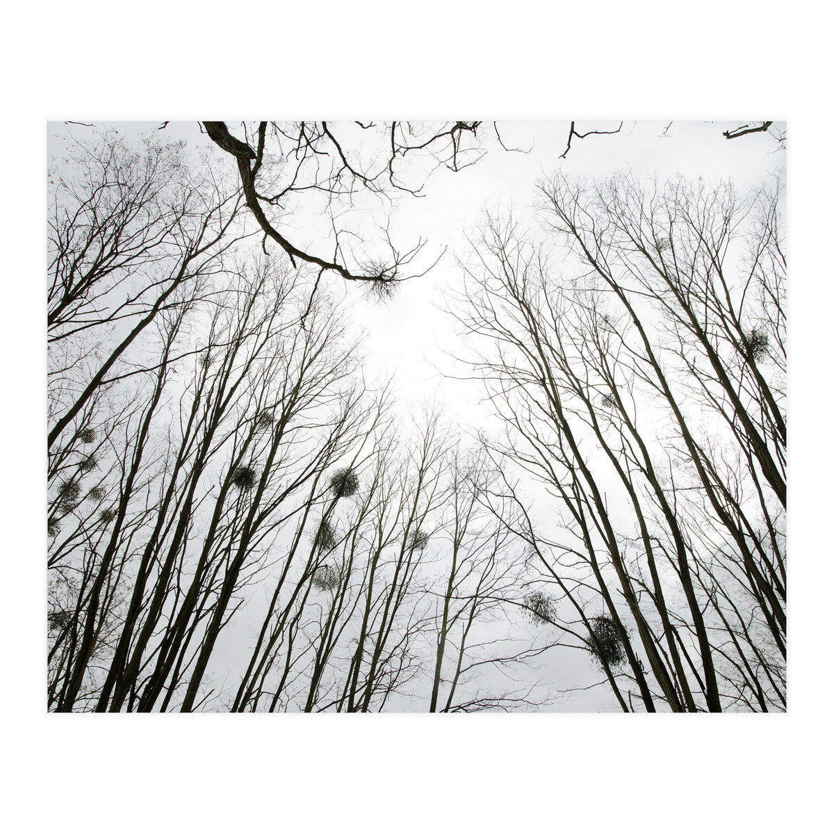 Bare trees in the winter sky (Print Only)