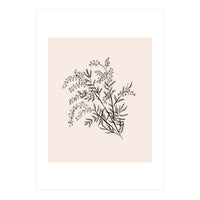 Acacia Botanical illustration (Print Only)