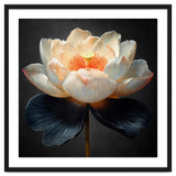 Lotus Cultivar | Midnight Skirt thumbnail