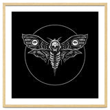 Deaths Head Moth thumbnail