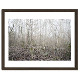 Lost in the birch forest thumbnail