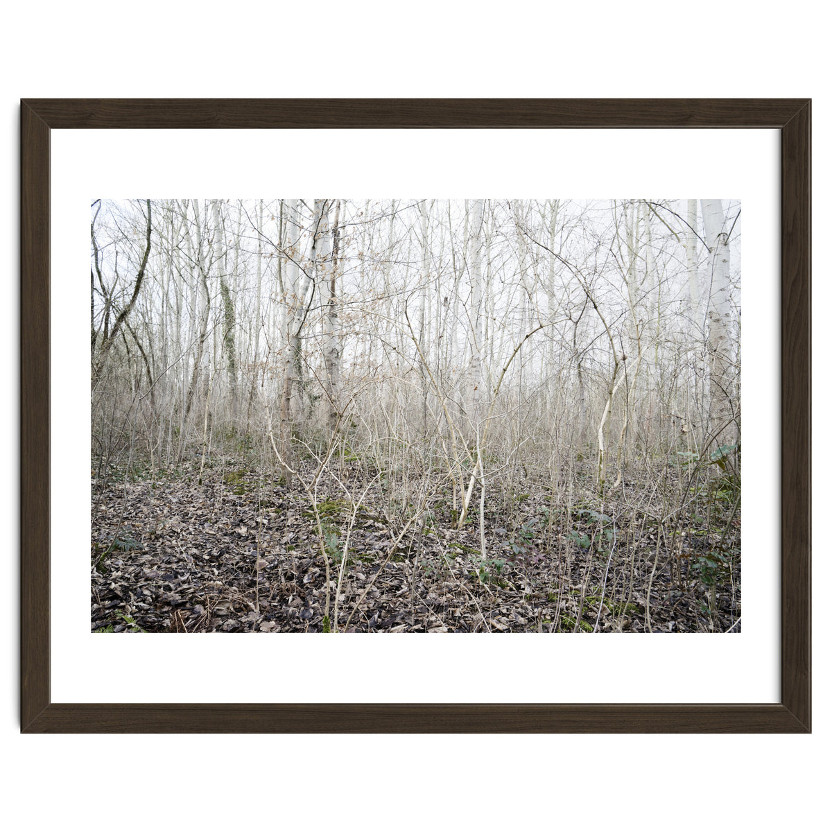 Lost in the birch forest