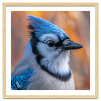 Blue Jay Bird Close Up Detailed Portrait
