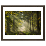 Sunrays in a Dutch forest thumbnail