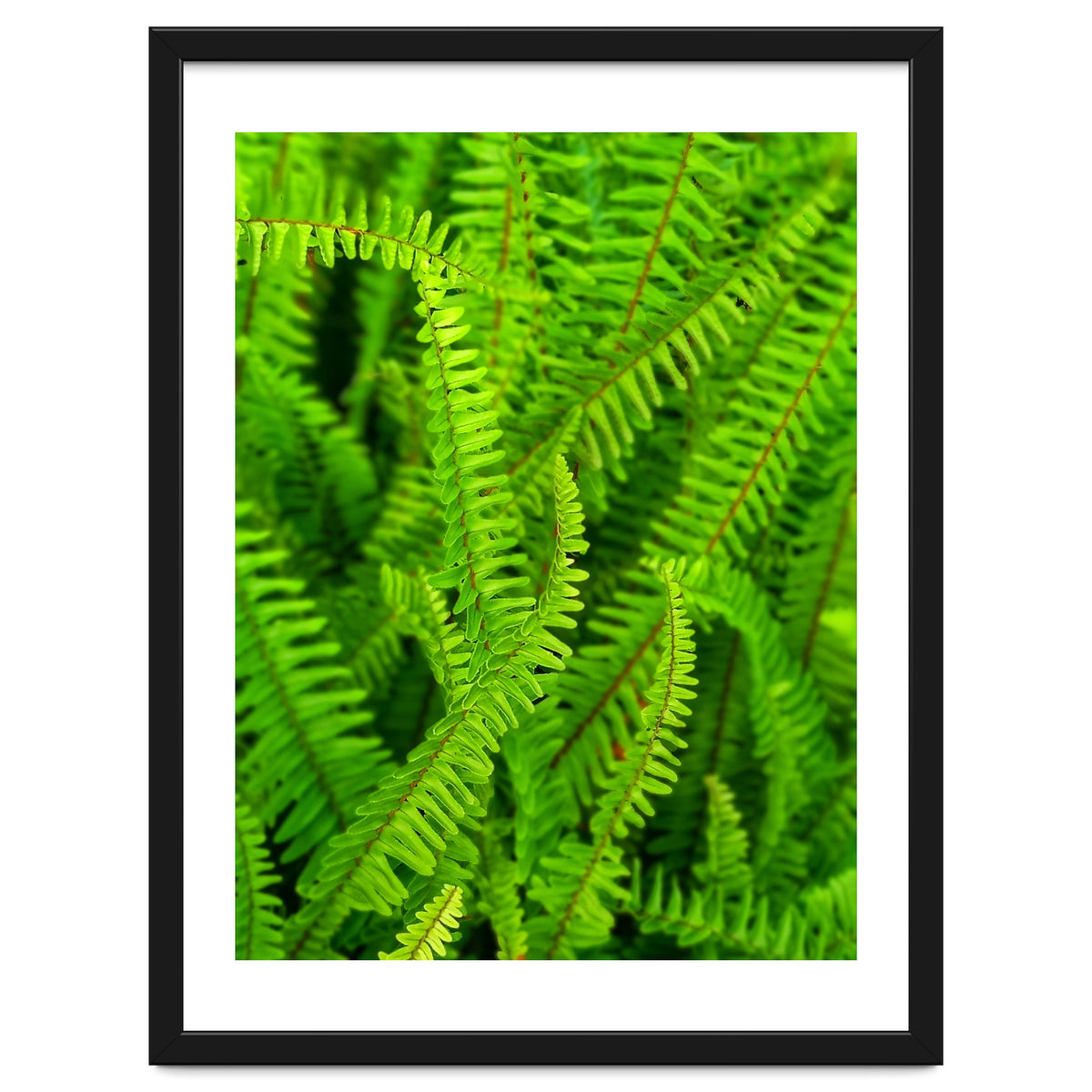 Green Ferns