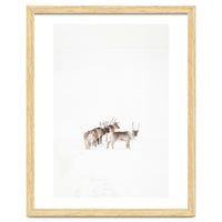 Reindeer in the snow