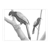 Yucatan Jays (Print Only)