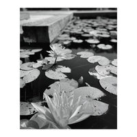 Lotus Pond | Black & White Portrait (Print Only)