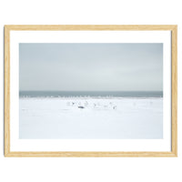 Seagulls in the Snow beach