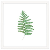 Fern thumbnail