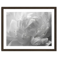 Ethereal Monochromatic Peony Petal Macro