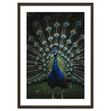 Peacock Portrait Photography thumbnail
