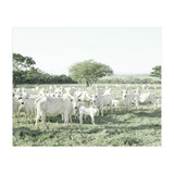 LIVING TOGETHER - WHITE COWS FAMILY (Print Only) thumbnail