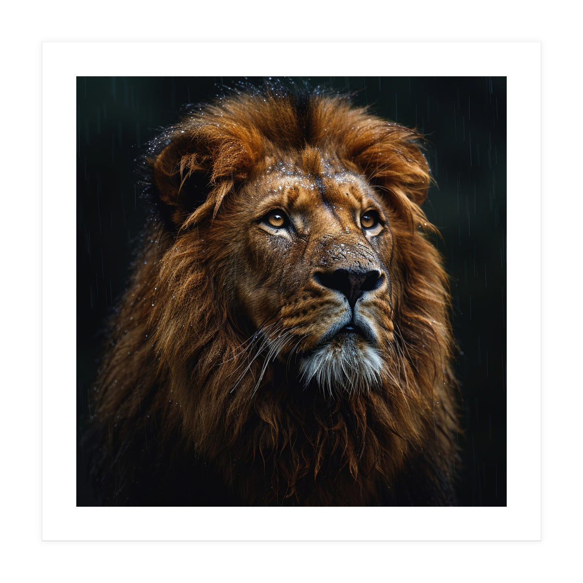 Majestic Lion Portrait In Gentle Rain (Print Only)