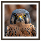 Close Up Kestrel Falcon Bird Portrait Majestic thumbnail