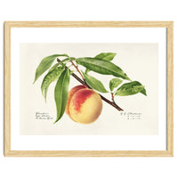 Royal Charles Steadman – Peach Twig (Prunus persica) (1918)
