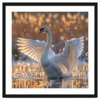 Swan Spreading Wings In Water Sunlight