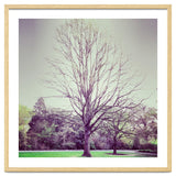 Tree Of Dreams thumbnail