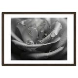 Ethereal Monochromatic Rose Petal Macro thumbnail