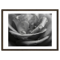 Ethereal Monochromatic Rose Petal Macro