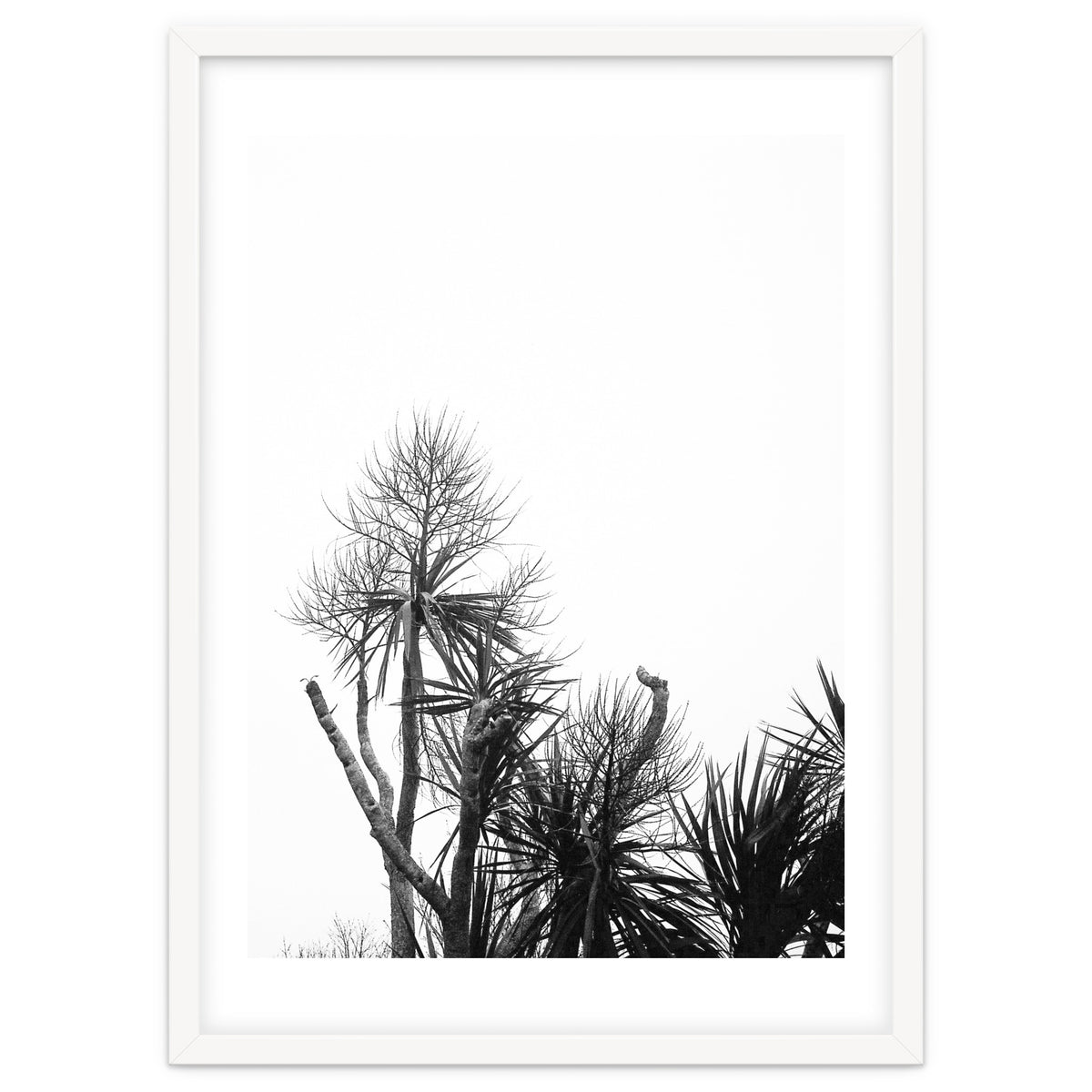 Miminalist Palm