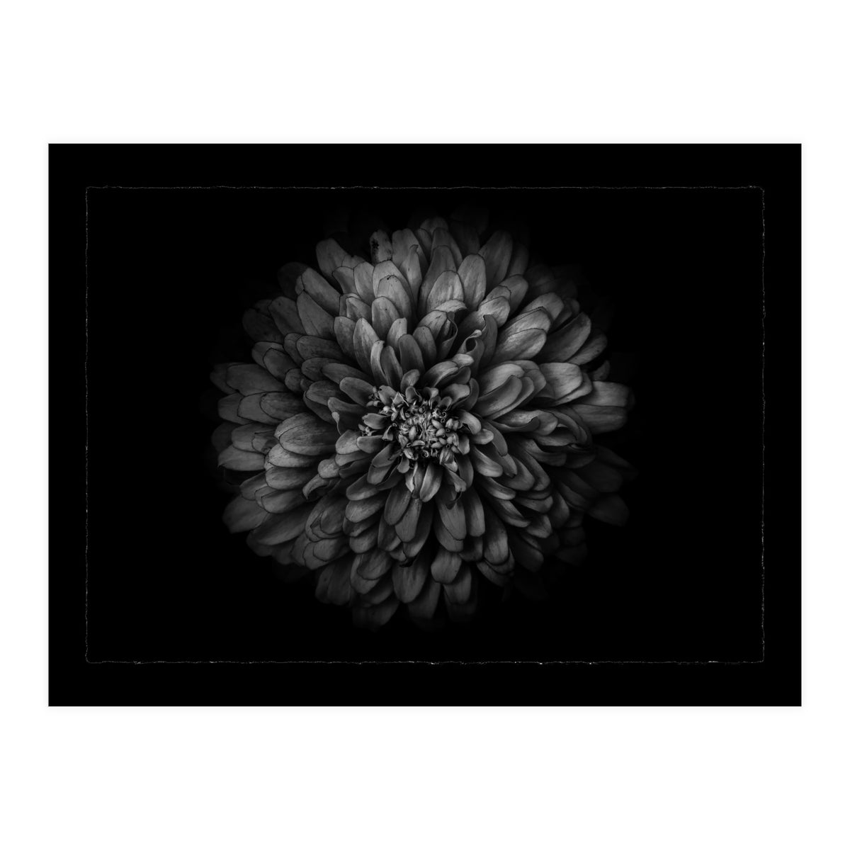Backyard Flowers In Black And White No 68 with Border (Print Only)