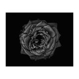 Backyard Flowers In Black And White No 110 (Print Only) thumbnail