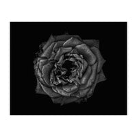 Backyard Flowers In Black And White No 110 (Print Only)