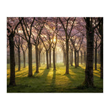 Blooming cherry trees in soft morning light (Print Only) thumbnail