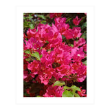 Pink Bougainvillea Flowers (Print Only) thumbnail