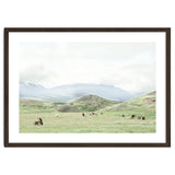 Relaxing horses on a sunny day calm field - Iceland thumbnail